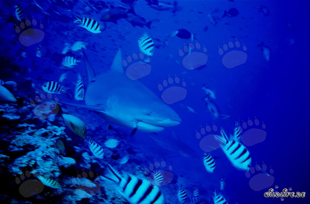 Tiburón toro con peces de arrecife