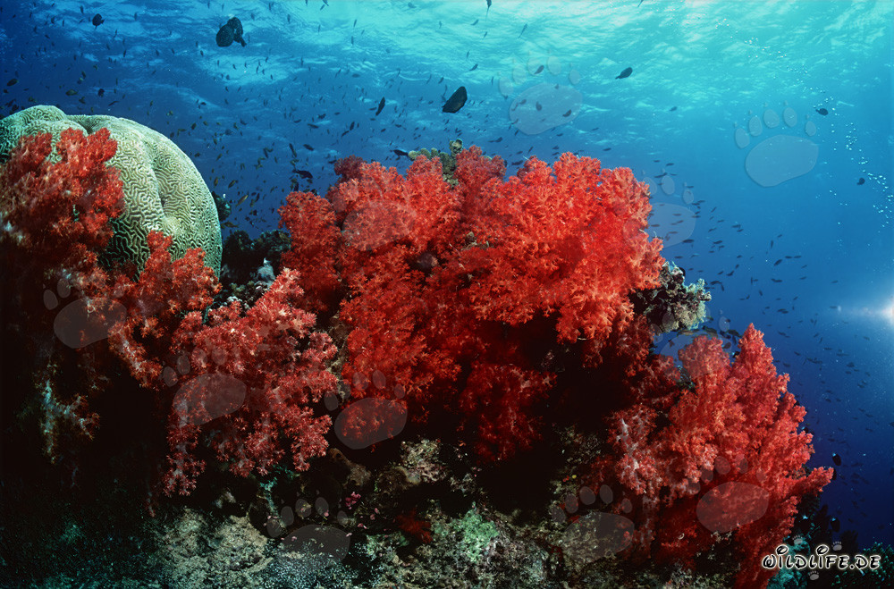 Affascinanti coralli molli nella laguna di Beqa