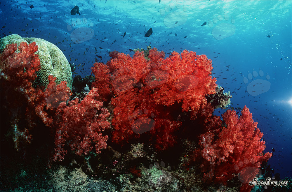 Affascinanti coralli molli nella laguna di Beqa