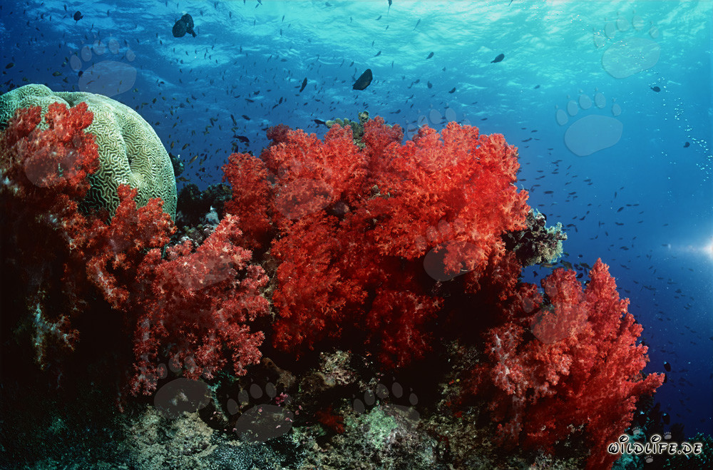 Coraux mous fascinants dans le lagon de Beqa
