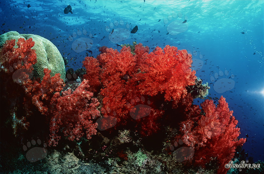 Coraux mous fascinants dans le lagon de Beqa
