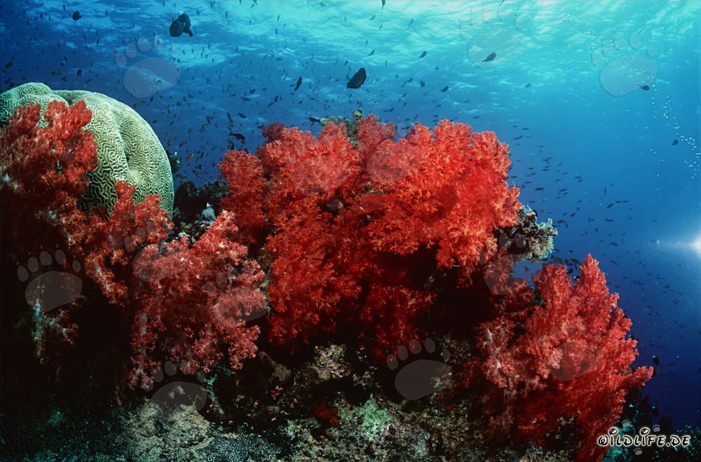 Fascinating Soft Corals in Beqa Lagoon