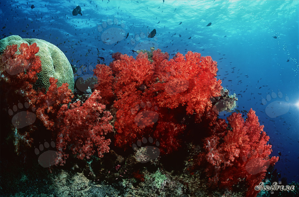Fascinating Soft Corals in Beqa Lagoon