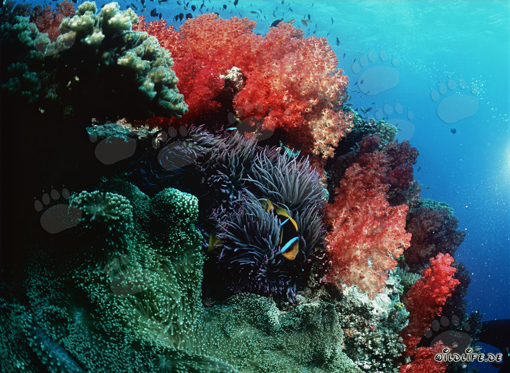 Colorful Soft Corals in Beqa Lagoon
