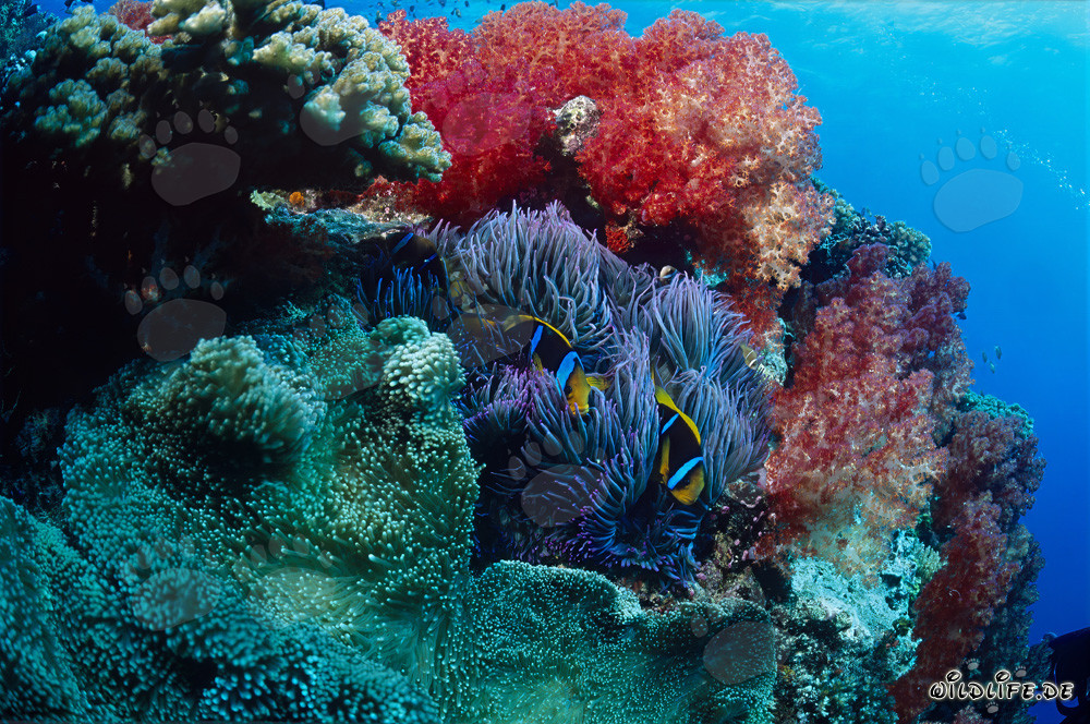 Corales blandos y peces payaso fascinantes en la laguna de Beqa, Fiji
