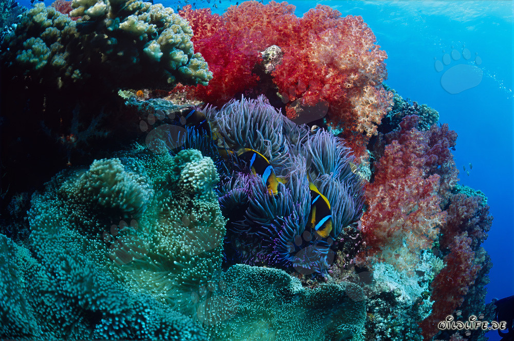 Fascinating Soft Coral and Anemonefish in Beqa Lagoon, Fiji