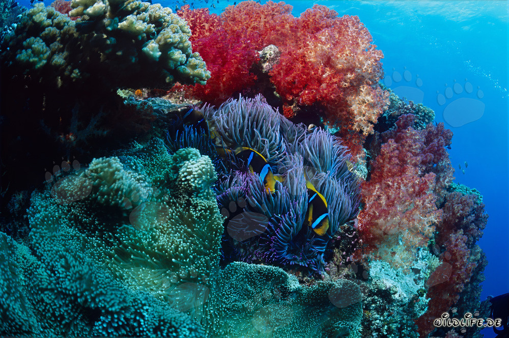 Faszinierende Weichkoralle und Anemonenfische in der Beqa Lagune, Fiji