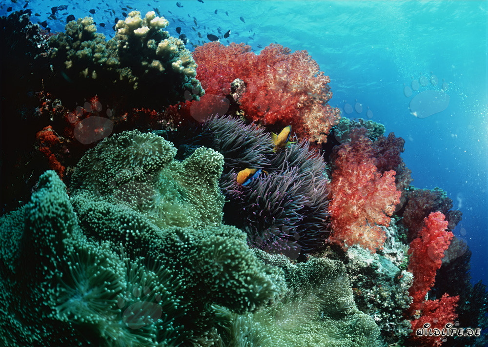 Corales blandos fascinantes en la laguna de Beqa, Fiji