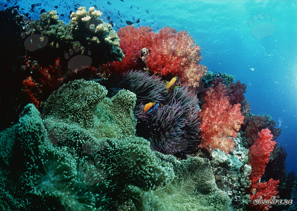 Coraux mous fascinants dans le lagon de Beqa, Fidji