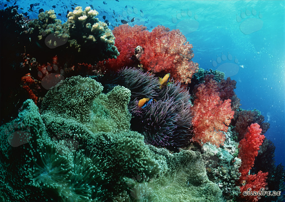Fascinating Soft Corals in Beqa Lagoon, Fiji