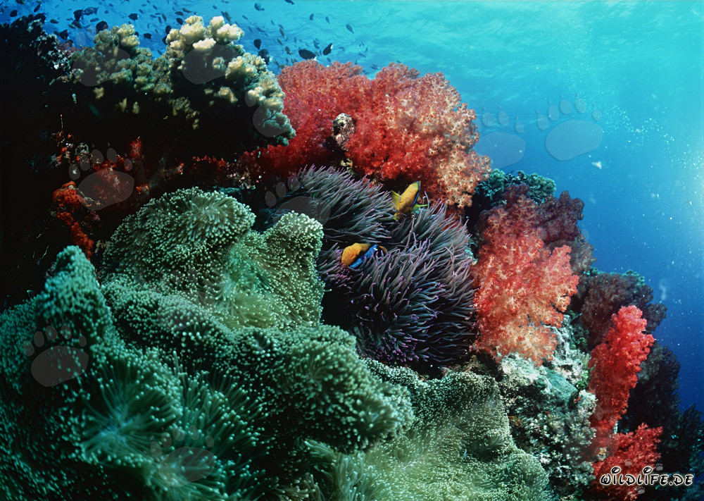 Faszinierende Weichkorallen in der Beqa Lagoon, Fiji