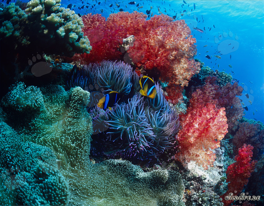 Corail mou fascinant dans le lagon de Beqa