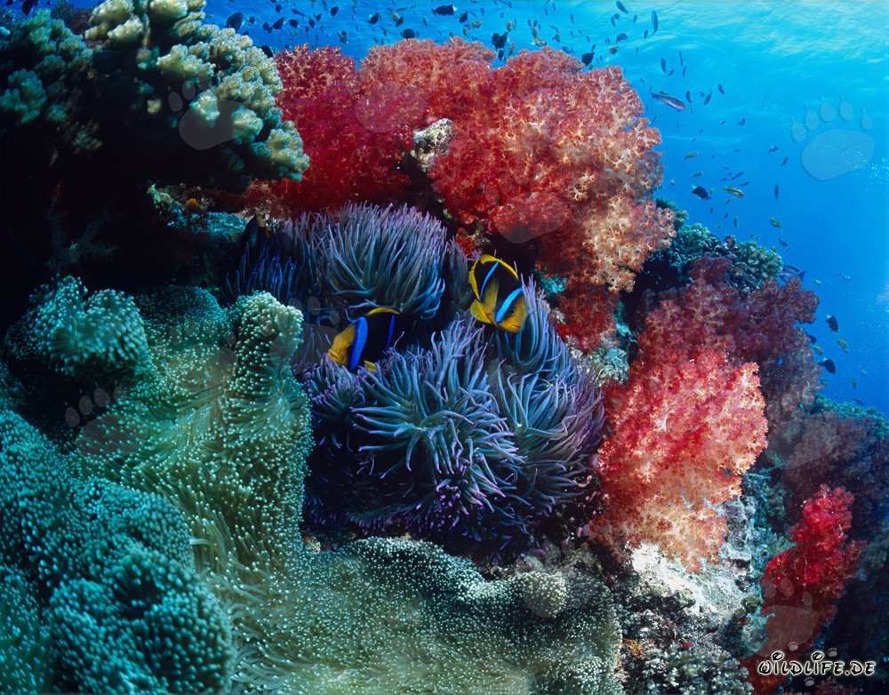 Fascinating Soft Corals in Beqa Lagoon
