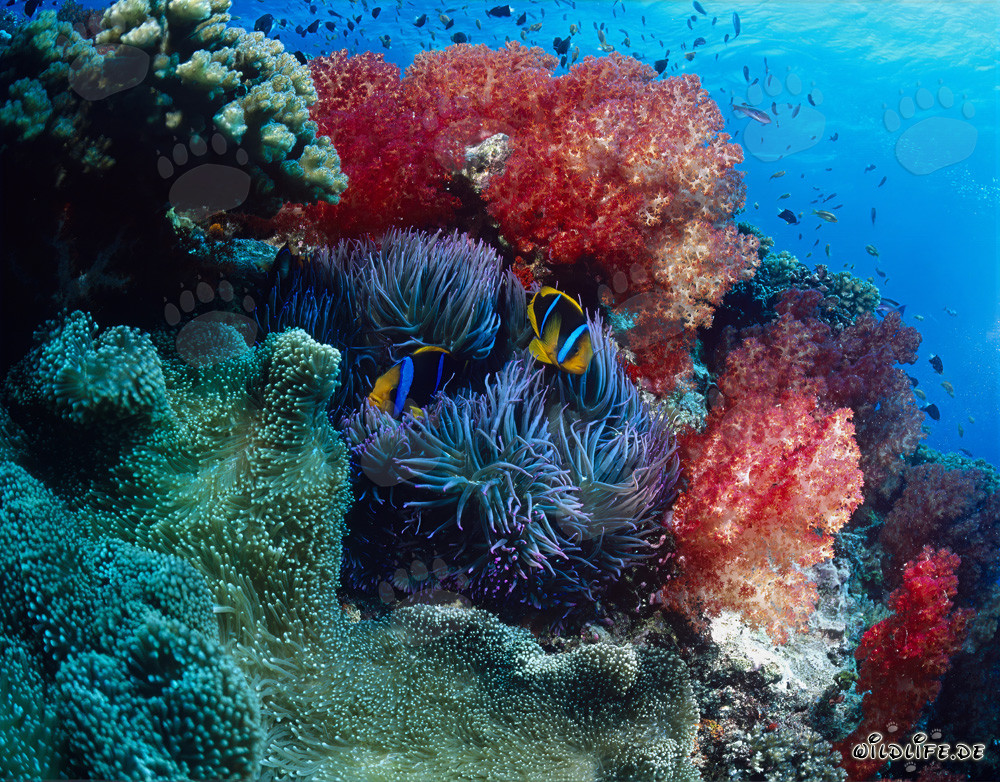 Faszinierende Weichkorallen in der Beqa Lagoon