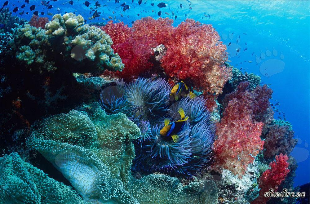 Affascinanti coralli molli nella laguna di Beqa, Figi