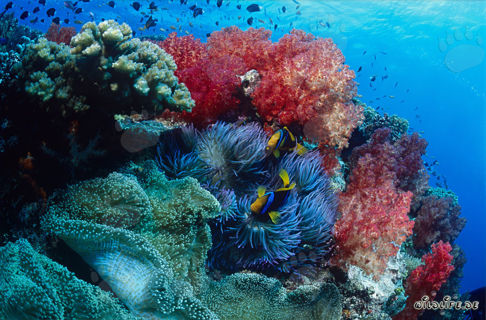 Coraux mous fascinants dans le lagon de Beqa, Fidji