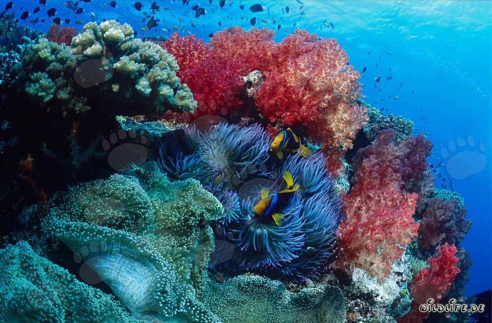 Fascinating Soft Corals in Beqa Lagoon, Fiji