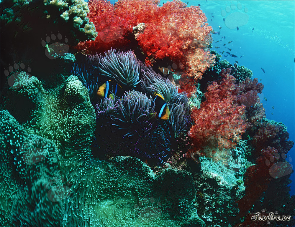 Corales blandos coloridos y peces payaso en el lago de Beqa, Fiji