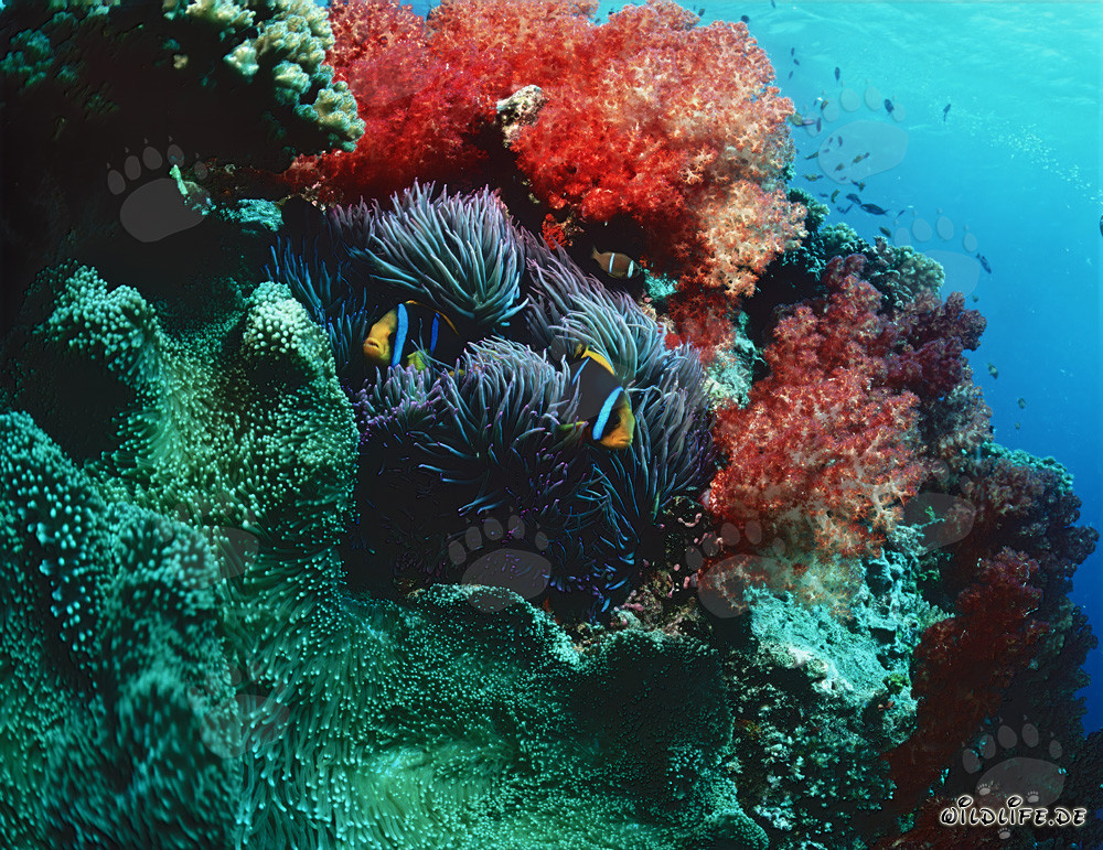 Coraux mous colorés et poissons-clowns dans le lagon de Beqa, Fidji