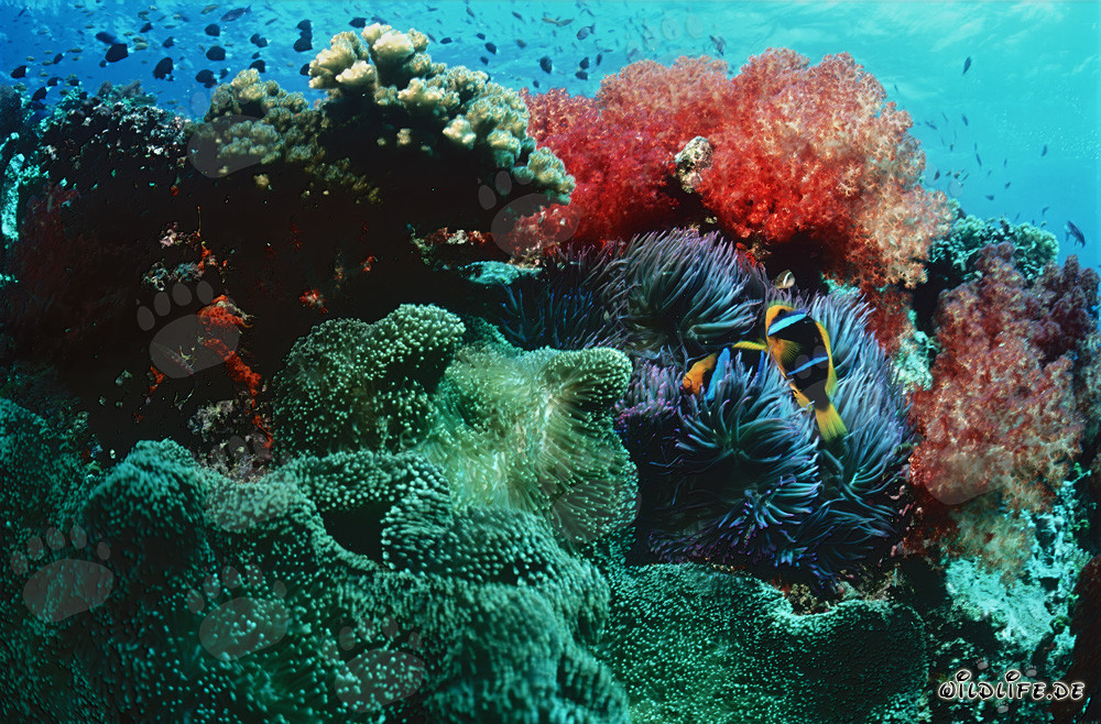 Coral blando luminoso en el paraíso de los arrecifes tropicales