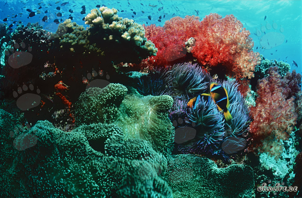 Corallo morbido luminoso nel paradiso dei coralli tropicali