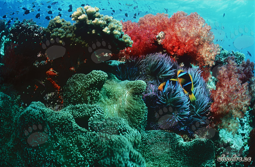 Coraux mous lumineux dans le paradis tropical des récifs