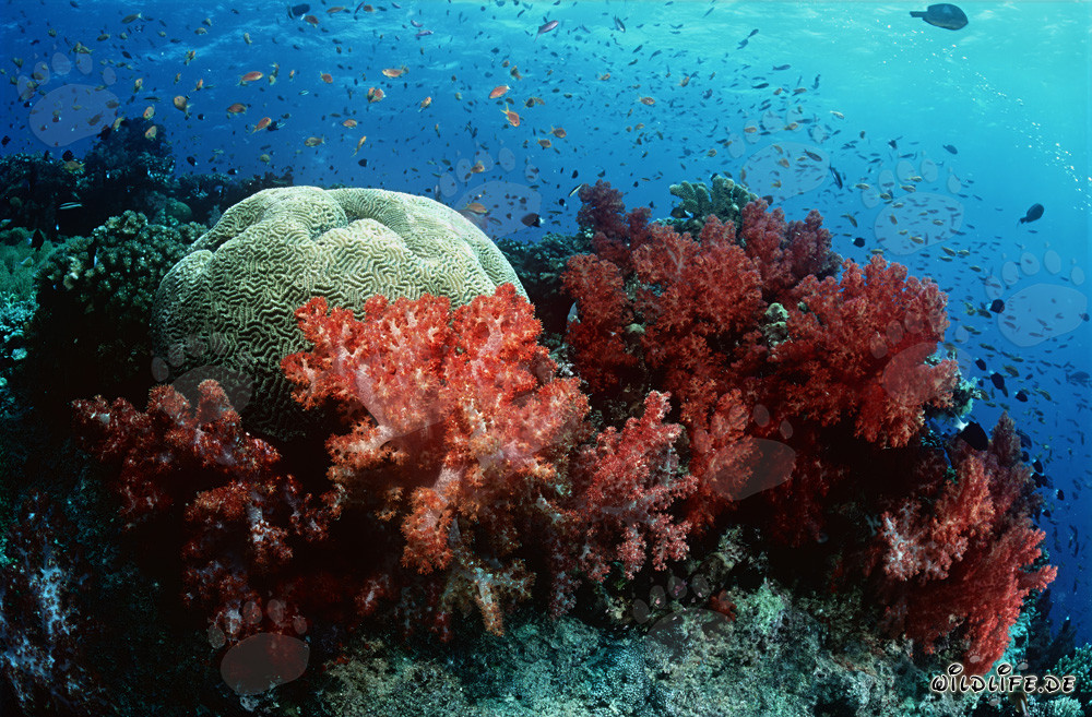 Affascinanti coralli molli nelle acque cristalline della barriera corallina