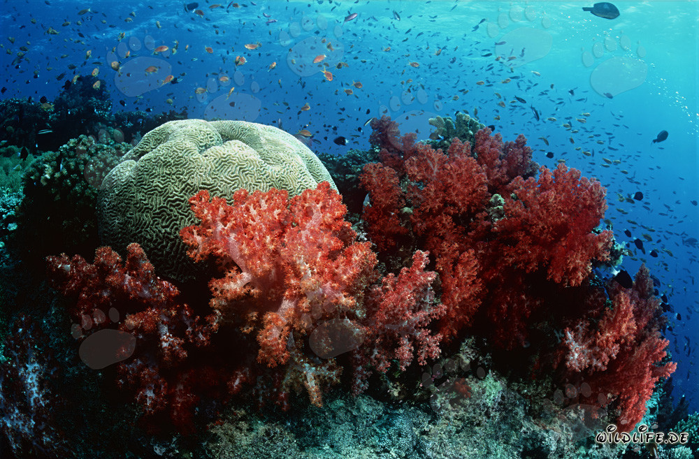 Fascinating Soft Corals in the Clear Reef Water