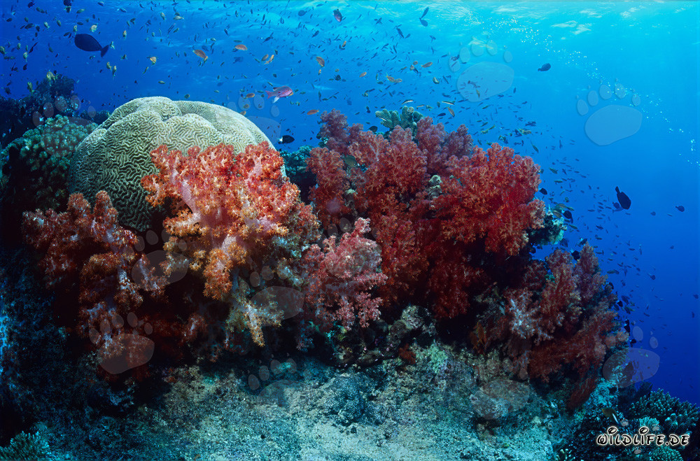 Fascinante coral blando en el arrecife tropical