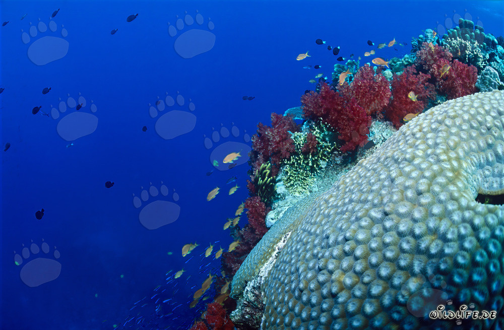 Corallo molle colorato e corallo cervello in una barriera corallina tropicale
