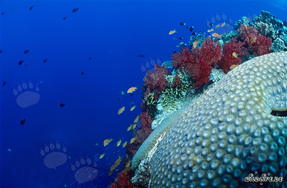 Coraux mous colorés et cerveau corallien dans un récif tropical