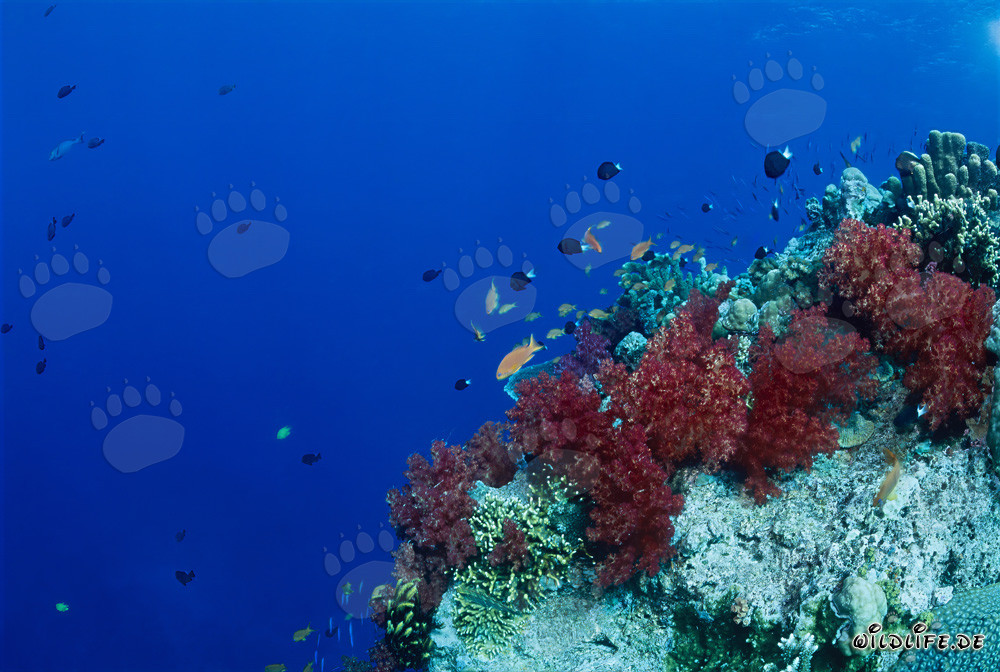 Affascinanti coralli molli nella barriera corallina tropicale