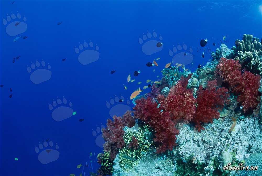 Coraux mous fascinants dans le récif tropical