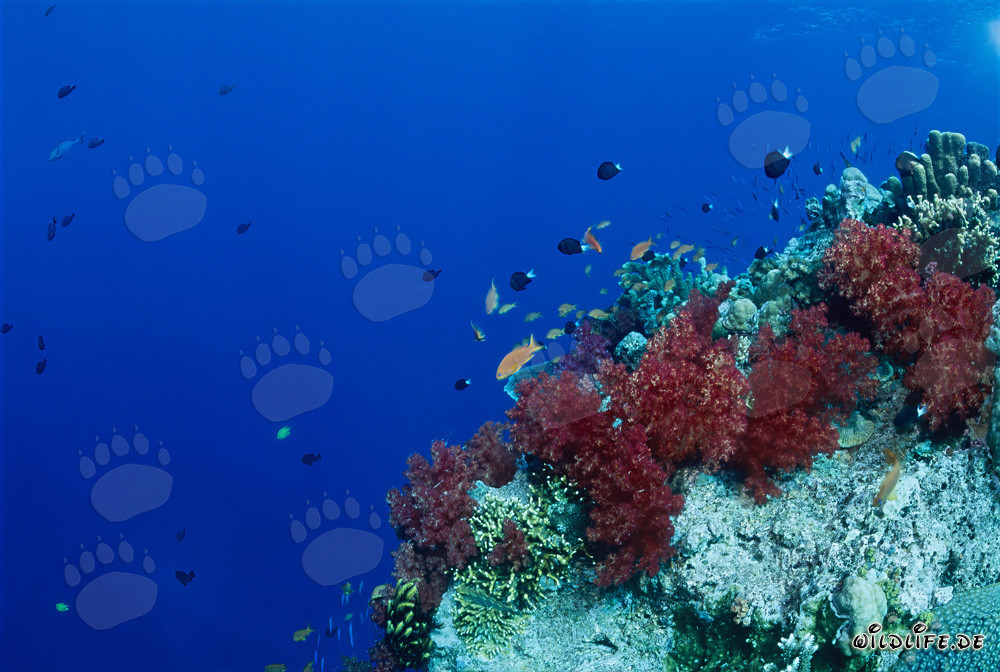 Fascinating Soft Corals in the Tropical Reef