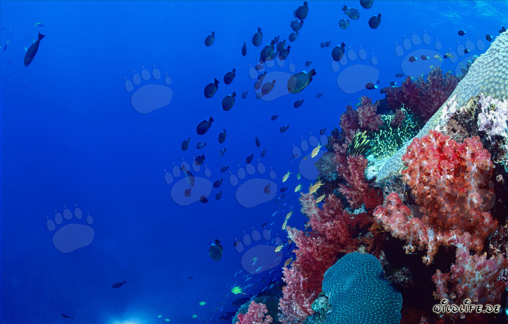 Coraux mous lumineux dans la lagune de Beqa à Viti Levu, Fidji