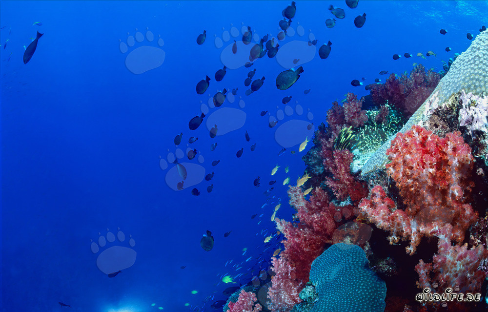 Glowing soft corals in Beqa Lagoon on Viti Levu, Fiji