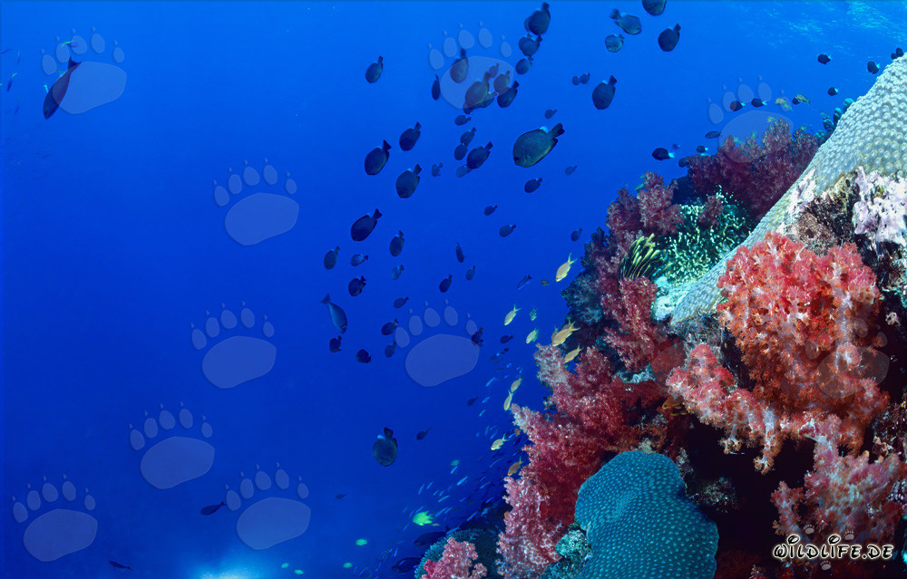 Leuchtende Weichkorallen in der Beqa Lagoon auf Viti Levu, Fiji