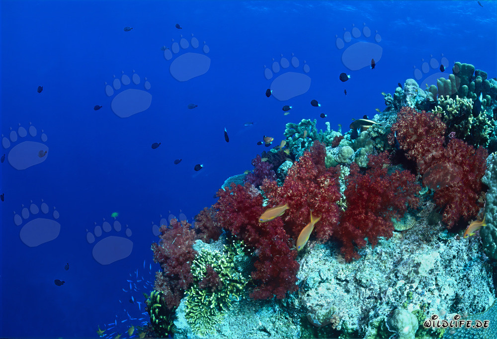 Corail mou fascinant sur une tour de corail