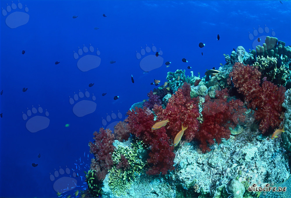 Corales blandos fascinantes en una torre de coral