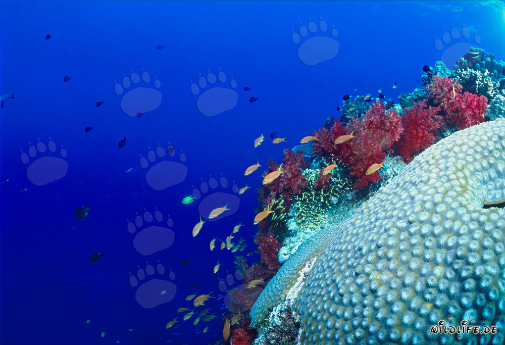 Corail mou et cerveau de corail fascinants dans l'océan