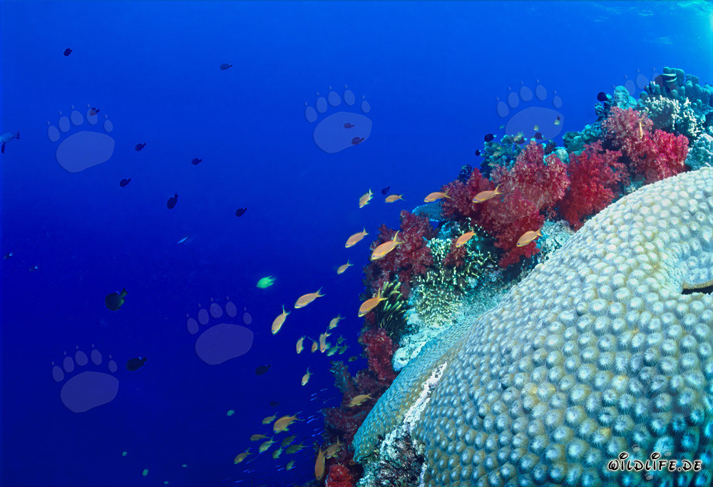 Corales blandos y coral cerebro fascinantes en el océano