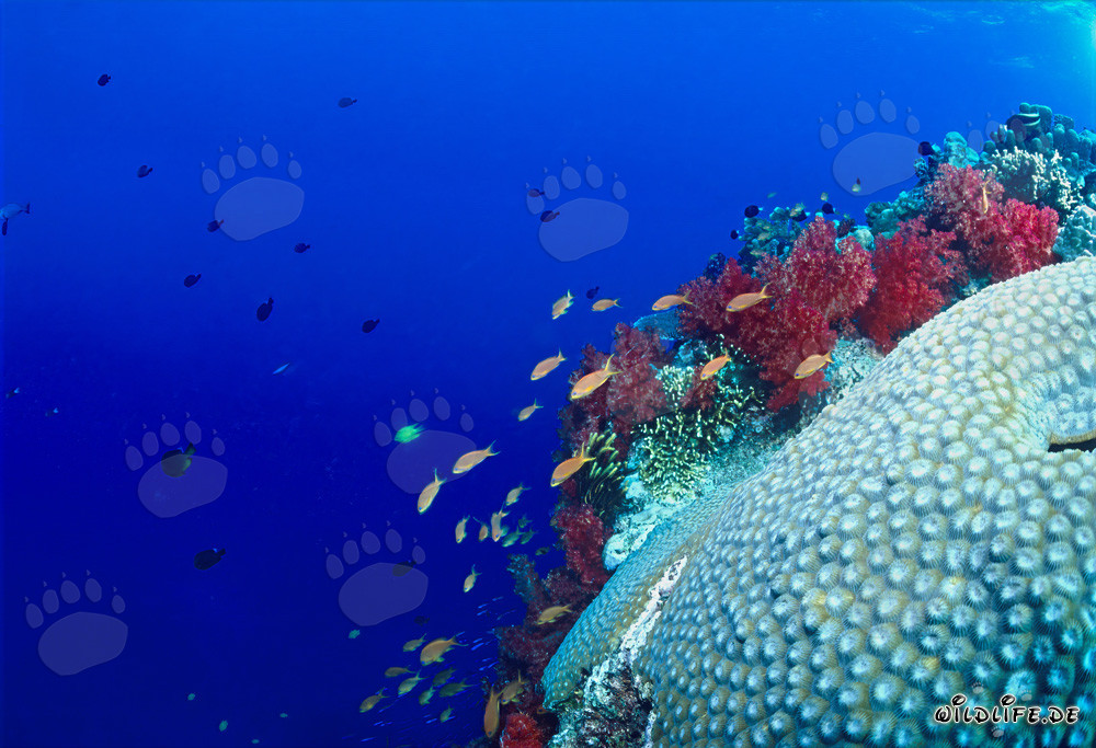 Coralli molli e corallo cervello affascinanti nell'oceano