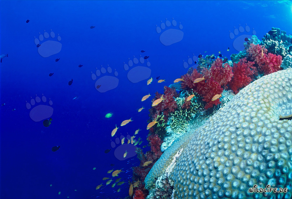 Fascinating Soft Corals and Brain Coral in the Ocean