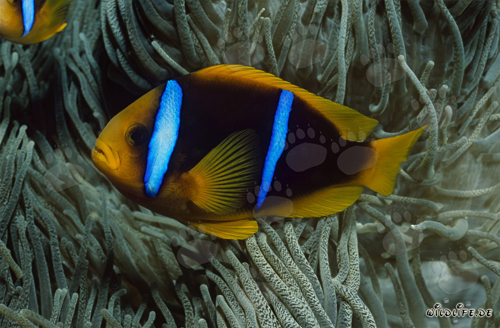 Orange-Fin Anemonefish (Amphiprion chrysopterus)