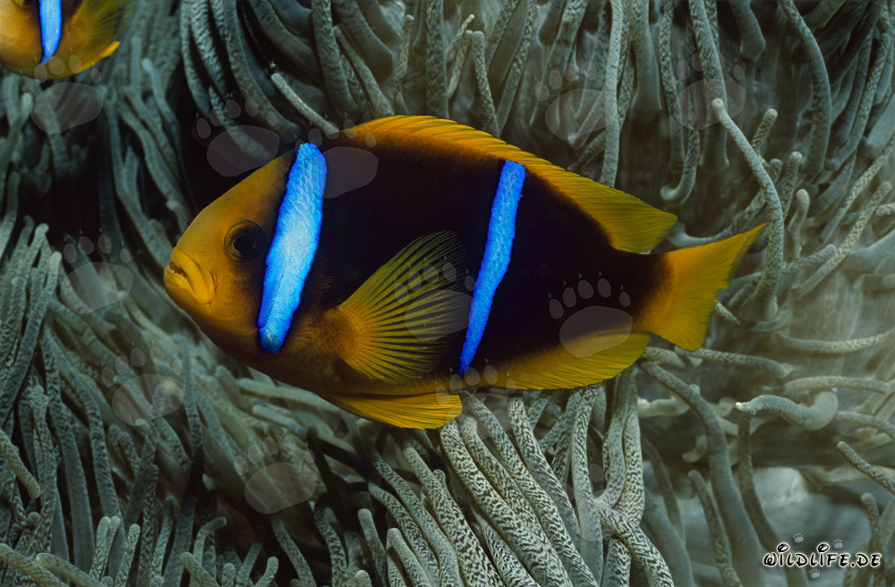 Rotmeer-Anemonenfisch