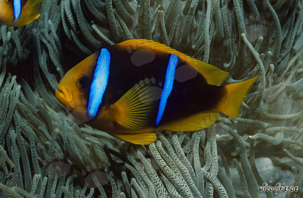 Poisson-clown à nageoires orange devant son anémone