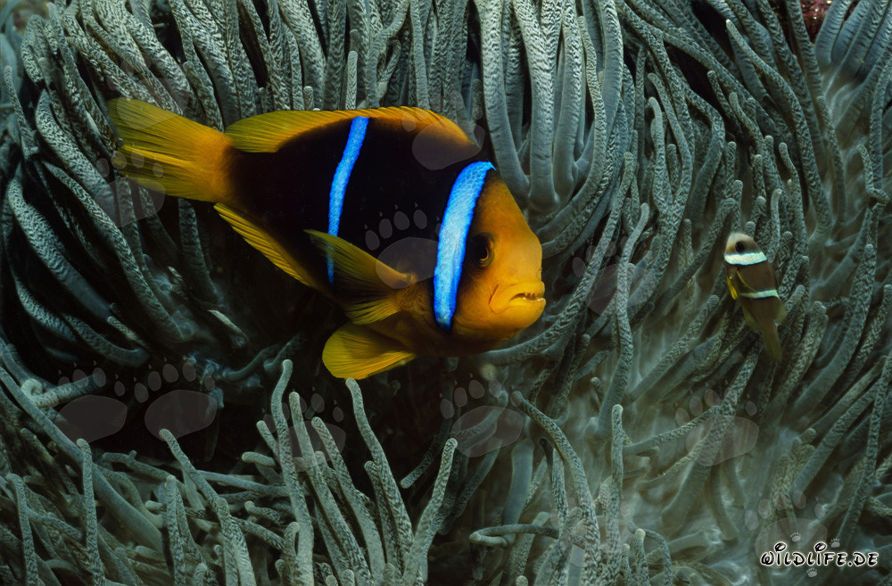 Orange-Fin Anemonefish - Fascinating Marine Creature from the Pacific