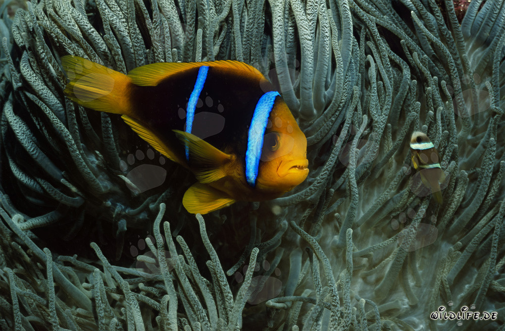 Rotmeer-Anemonenfisch
