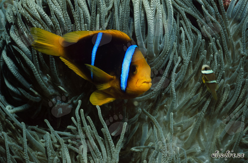 Pesce pagliaccio dalle pinne arancioni - Affascinante creatura marina del Pacifico