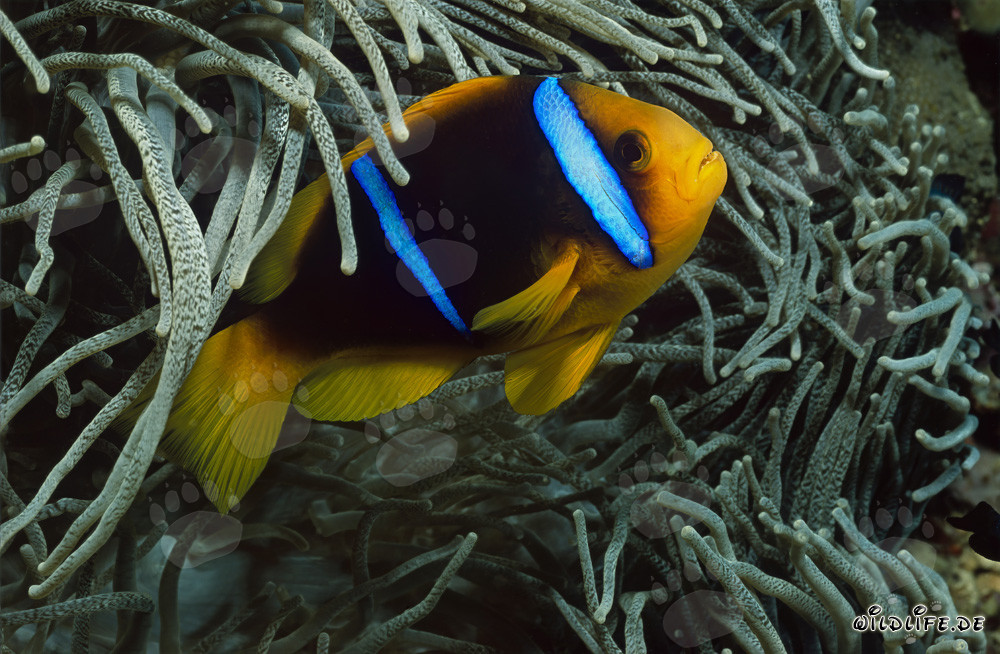 Orange-Fin Anemonefish and Anemone in the Waters of Beqa Lagoon, Fiji